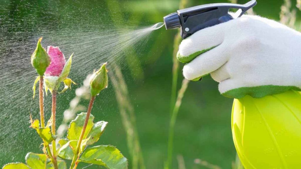 5 utilisations inattendues du peroxyde dhydrogène dans le jardin