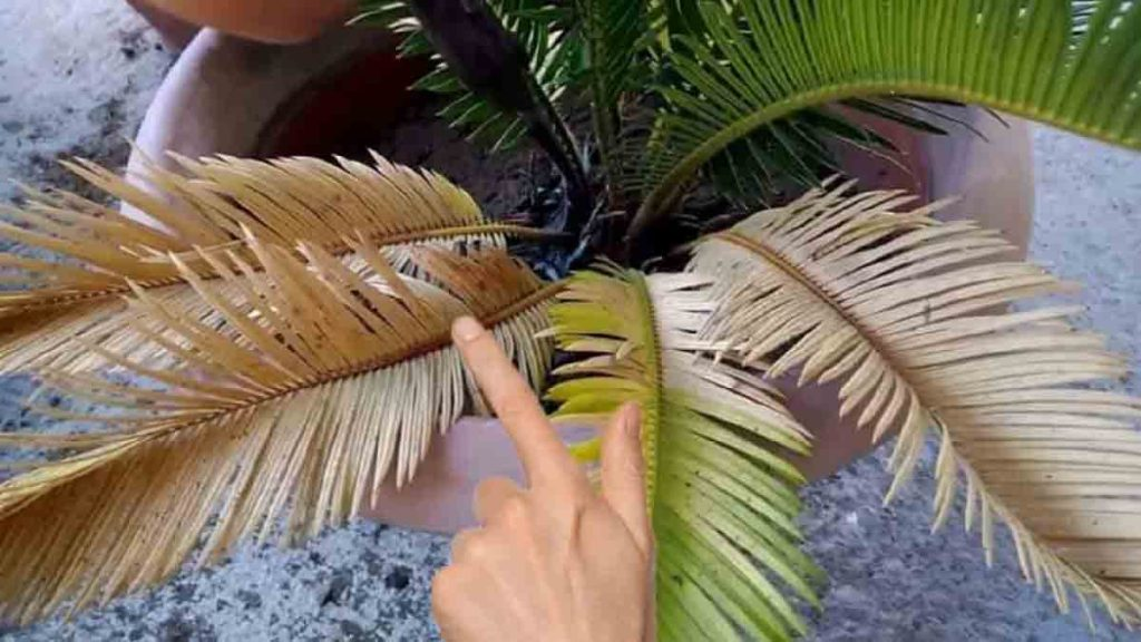 Traitez les feuilles de cycas jaunes avec cette technique de pépinière