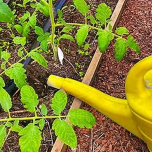 Cest Le Meilleur Engrais Maison Pour Faire Pousser Des Tomates 10 Fois