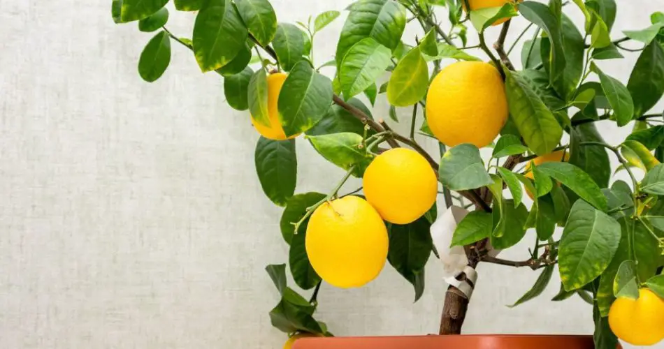 Comment Faire Pousser Et Entretenir Un Citronnier En Pot : Le Guide ...