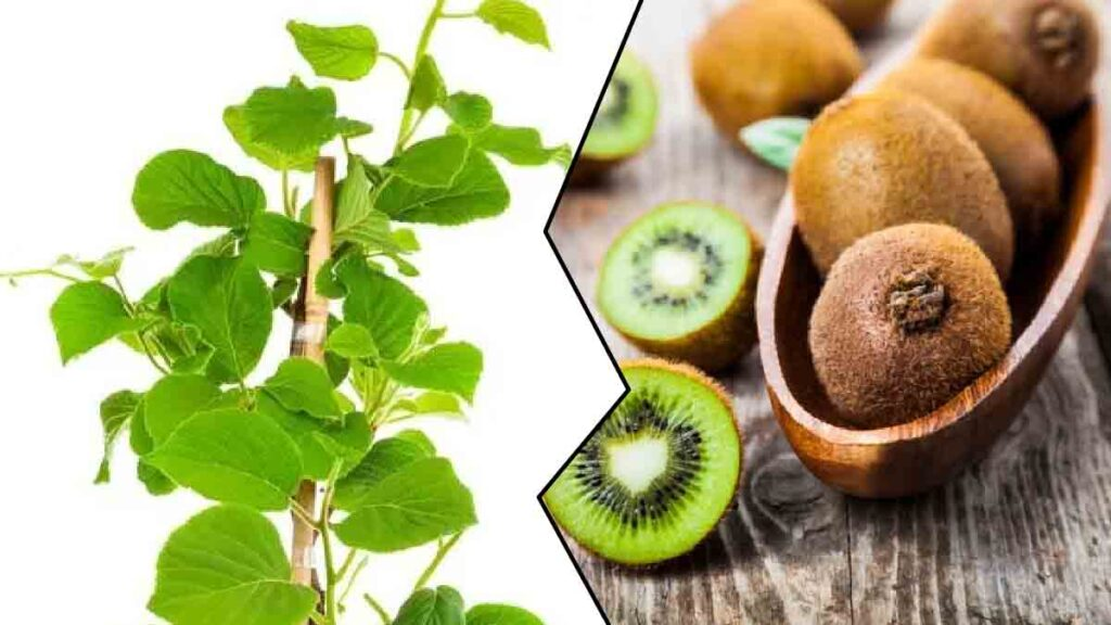 C Mo Tener Un Kiwi En Maceta En Casa Es Una Planta Muy F Cil De Cultivar Astuces Jardinage