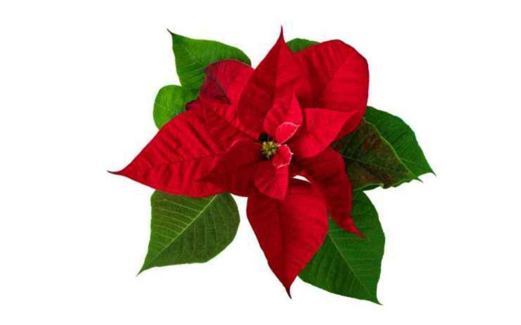 Poinsettia Sil Est Sans Vie De Cette Fa On Vous Pouvez Le Ressusciter Pour Les Vacances